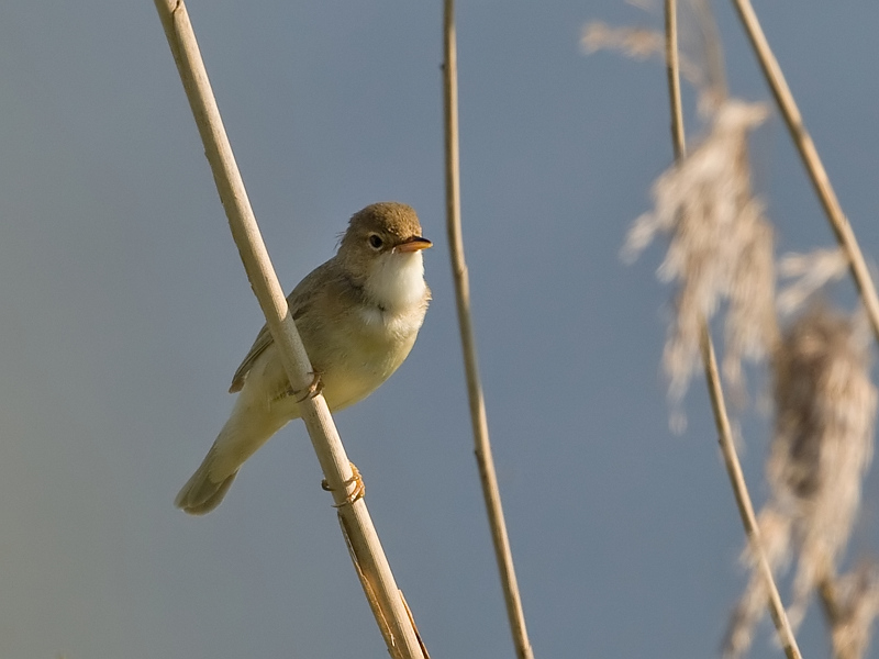 Acrocephalus palustris Marsh Warbler Bosrietzanger